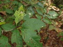 Ilex longipes
