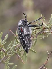 Julodis humeralis