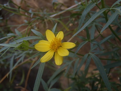 Coreocarpus arizonicus