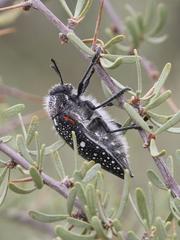 Julodis humeralis