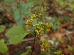 Solidago auriculata