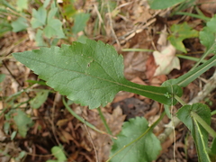 Solidago auriculata