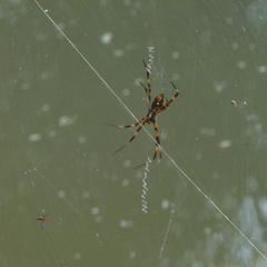 Argiope radon