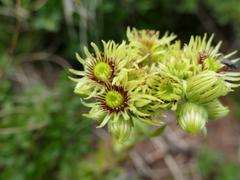 Sempervivum wulfenii