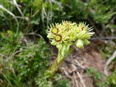 Sempervivum wulfenii