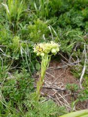Sempervivum wulfenii