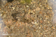 Rhinogobius duospilus