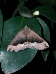 Ampelasia azelinoides