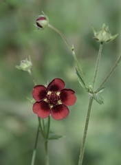 Potentilla thurberi