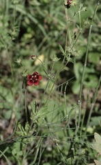 Potentilla thurberi