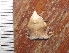 Eublemma apicimacula