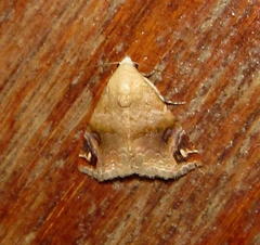 Eublemma apicimacula