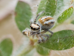 Philaeus chrysops