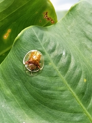 Aspidimorpha sanctaecrucis