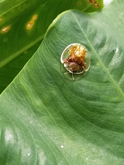 Aspidimorpha sanctaecrucis