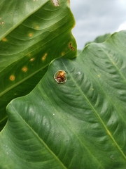 Aspidimorpha sanctaecrucis