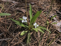 Viola lanceolata