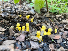 Leucocoprinus birnbaumii