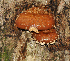 Hemistropharia