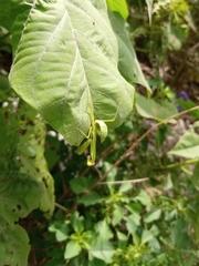 Hierodula quinquepatellata