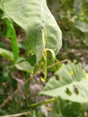 Hierodula quinquepatellata