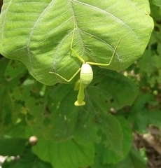Hierodula quinquepatellata