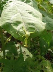 Hierodula quinquepatellata