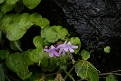 Impatiens acaulis