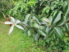 Ancylobothrys petersiana