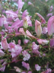 Lamourouxia dasyantha