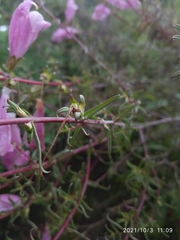 Lamourouxia dasyantha