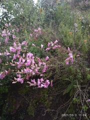 Lamourouxia dasyantha