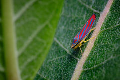 Graphocephala coccinea