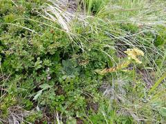 Sempervivum wulfenii