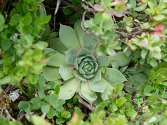 Sempervivum wulfenii