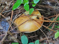 Suillus hirtellus