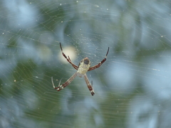 Argiope radon