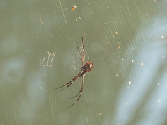 Argiope radon