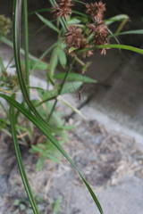 Tetragnatha extensa