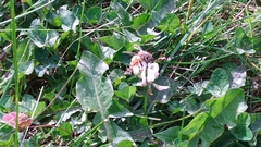 Apis mellifera