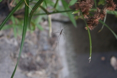 Tetragnatha extensa