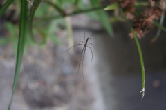 Tetragnatha extensa