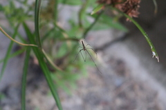 Tetragnatha extensa