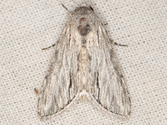 Cucullia cucullioides