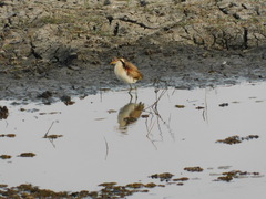 Jacana jacana