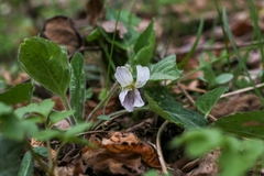 Viola yezoensis