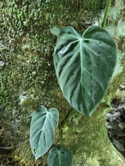 Philodendron hederaceum hederaceum