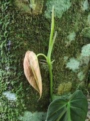 Philodendron hederaceum hederaceum