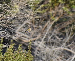 Selasphorus sasin sedentarius
