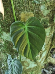 Philodendron hederaceum hederaceum